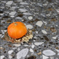 terrazzo-ruivina-woods-arborescence-sud-ouest