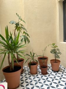 carreau-de-ciment-etoile-galactik-arborescence-sud-ouest